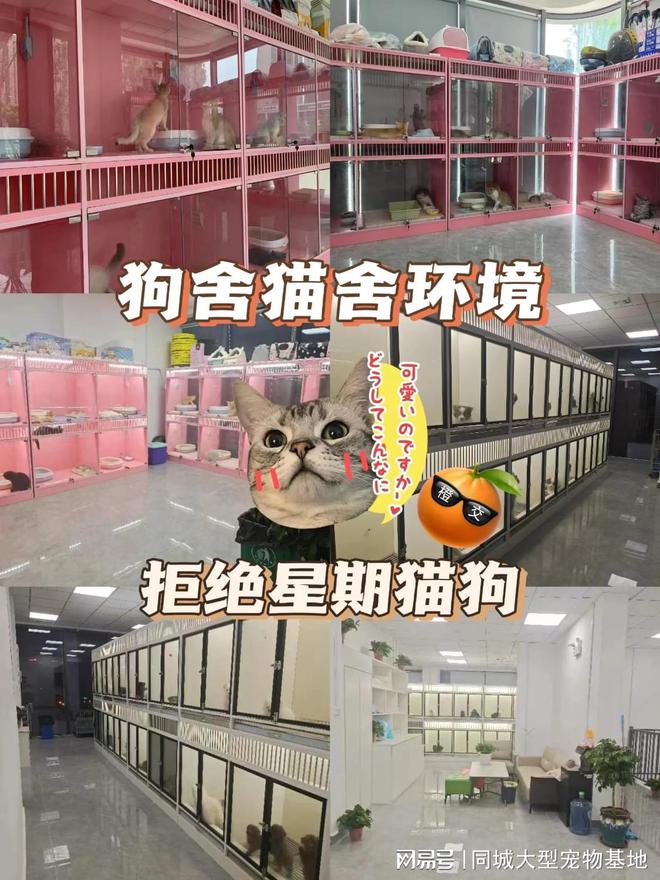 钱一只咸阳这里英短蓝金猫基地直销！PG麻将胡了2咸阳买英短蓝金猫多少(图3)