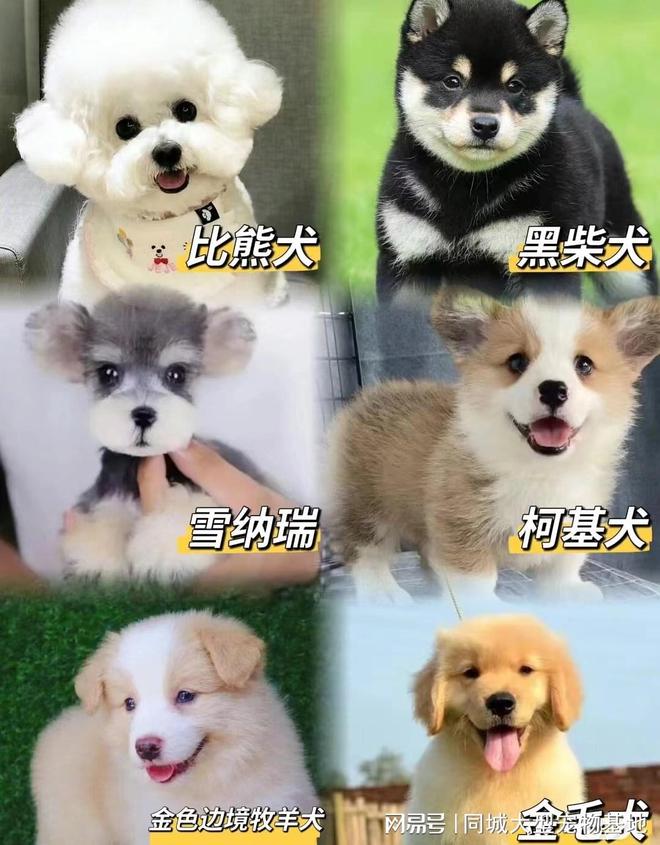 钱一只咸阳这里英短蓝金猫基地直销！PG麻将胡了2咸阳买英短蓝金猫多少(图1)
