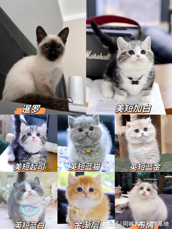 钱一只咸阳这里英短蓝金猫基地直销！PG麻将胡了2咸阳买英短蓝金猫多少(图2)